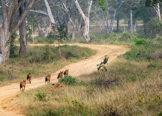 Dholes d'Asie