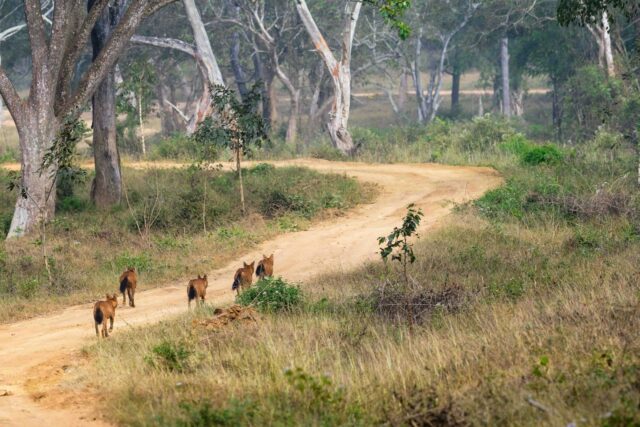 Dholes d'Asie